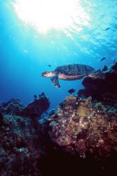 Hawksbill, Cozumel.

One of the many in Colombia Reef! ... by Erich Reboucas 